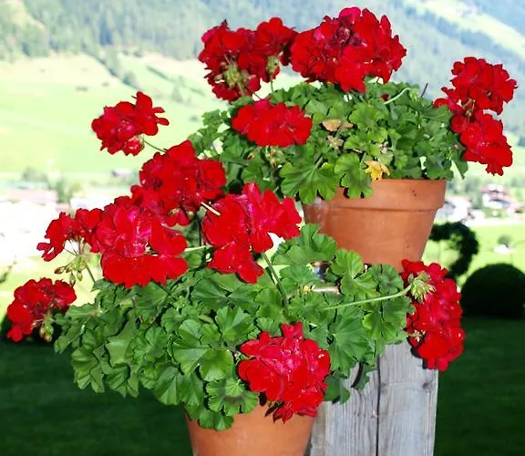 شقة Alpenferienwohnung Strickner *