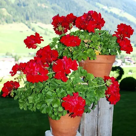 Apartment Alpenferienwohnung Strickner *