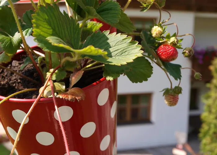 Alpenferienwohnung Strickner Neustift im Stubaital