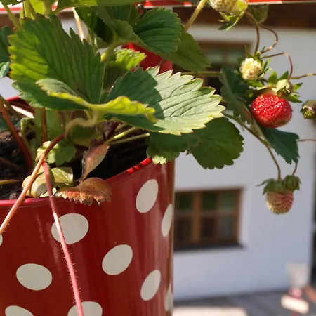 Alpenferienwohnung Strickner Neustift im Stubaital